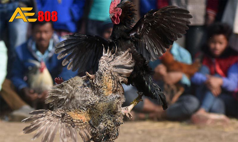 Tôi có cần phải sử dụng tên thật của mình khi đặt cược với một công ty cá cược được xếp hạng Qh88 không? - Qh88