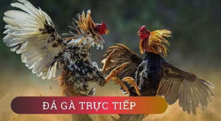 Trò chơi máy đánh bạc vui nhộn Zm88 - Zm88