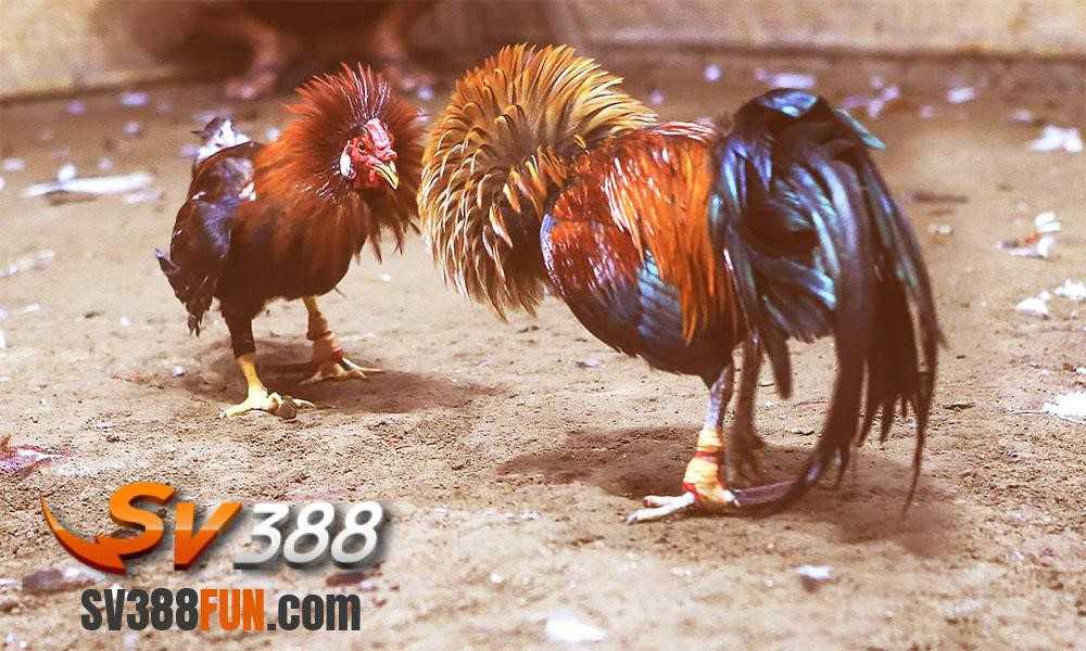 Oxbet Slots là một trò chơi trực tuyến thuộc thể loại Oxbet mà bạn có thể chơi trên điện thoại di động - Oxbet