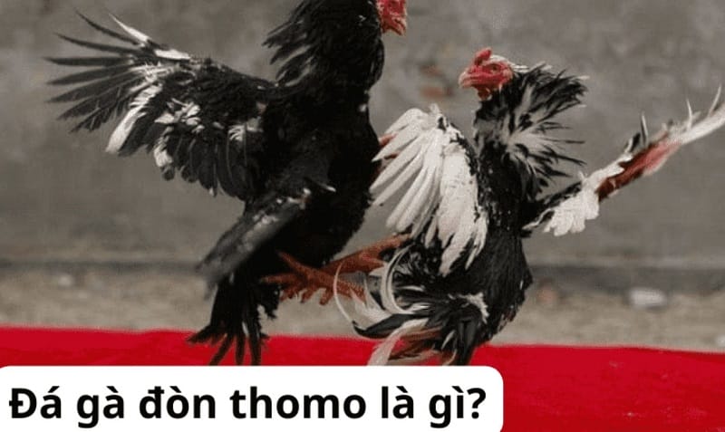 Dk88 đã triển khai một số hoạt động quảng bá quan trọng - Dk88