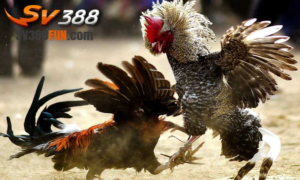 Hướng dẫn cách rút tiền từ trang web game Five88 về tài khoản ngân hàng của bạn - Five88